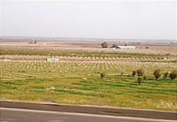 Lindsay, farming, farm, landscape, country side, plantation