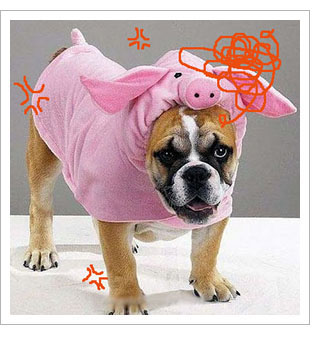 ピンクのプタ着たブルドック 変な犬の服