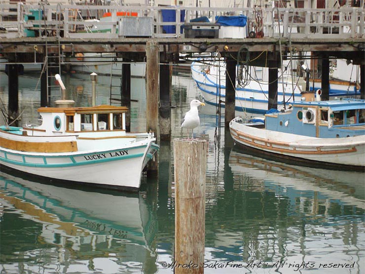 fishermen's whalf, california, harbor, boat, boats, water, seagull, bird, animal, nature 