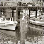 fishermen's whalf, california, harbor, boat, boats, water, seagull, bird, animal, nature 