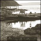 Drakes bay oyster farm, deserted beach, seagull, deserted bay, water, ocean, sea, oyster farm, california