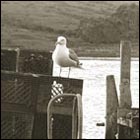 Drakes bay oyster farm, deserted beach, seagull, deserted bay, water, ocean, sea, oyster farm, california