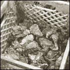 Drakes bay oyster farm, oysters, oysters in basket, fresh oyster, oyster farm, food, sea food, ocean