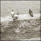 Palace of Fne Arts theatre, california, beautiful pond, lake, pigeons, nature, bird, trees