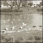 Palace of Fne Arts theatre, california, historical building, beautiful building, beautiful place, beautiful pond, lake, seagull, nature, bird, trees