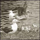 seagulls, bird, nature, animal, lake, by the water