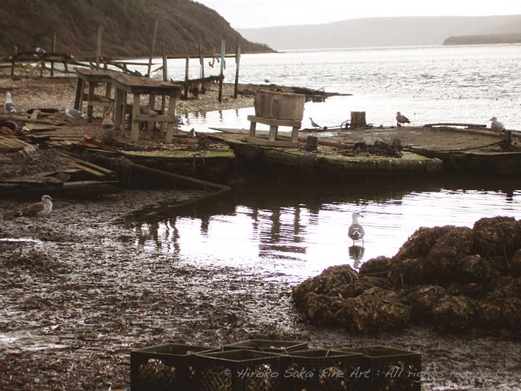 Drakes bay oyster farm, deserted beach, seagull, deserted bay, water, ocean, sea, oyster farm, california