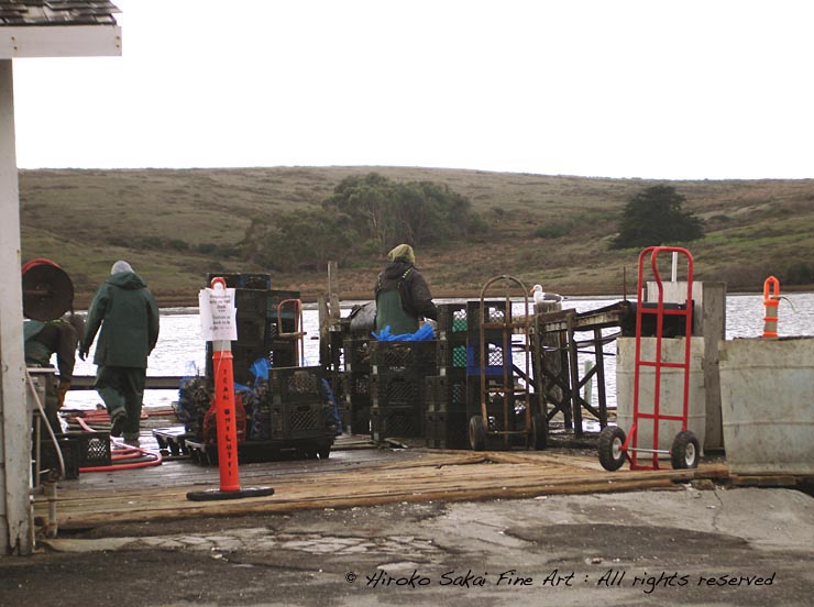 Drakes bay oyster farm, deserted beach, seagull, deserted bay, water, ocean, sea, oyster farm, california, oyster farm workers