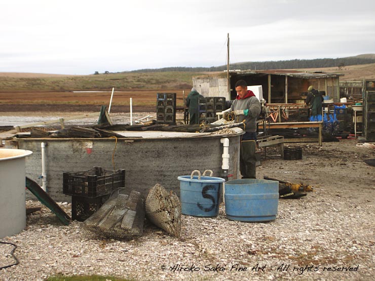 Drakes bay oyster farm, deserted beach, seagull, deserted bay, water, ocean, sea, oyster farm, california, oyster farm workers