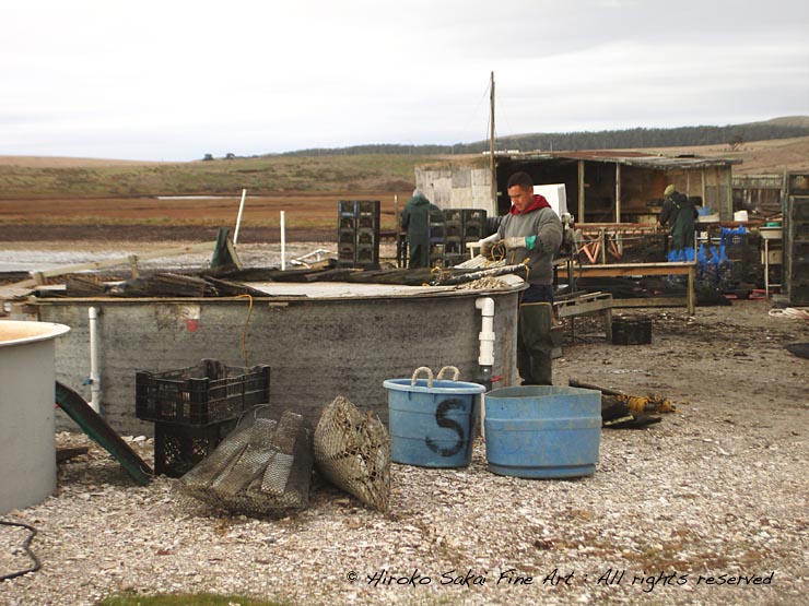 Drakes bay oyster farm, deserted beach, seagull, deserted bay, water, ocean, sea, oyster farm, california, oyster farm workers