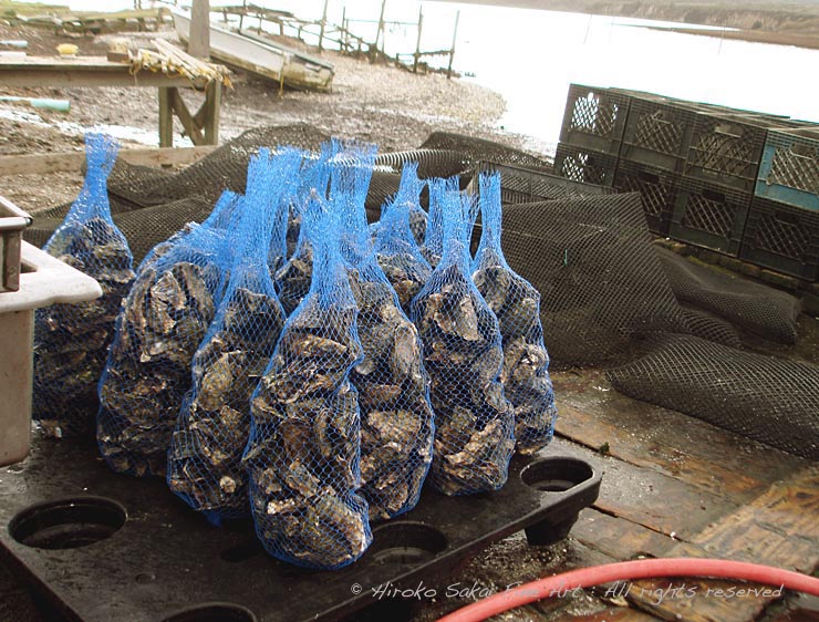 Drakes bay oyster farm, oysters, oysters in basket, fresh oyster, oyster farm, food, sea food, ocean