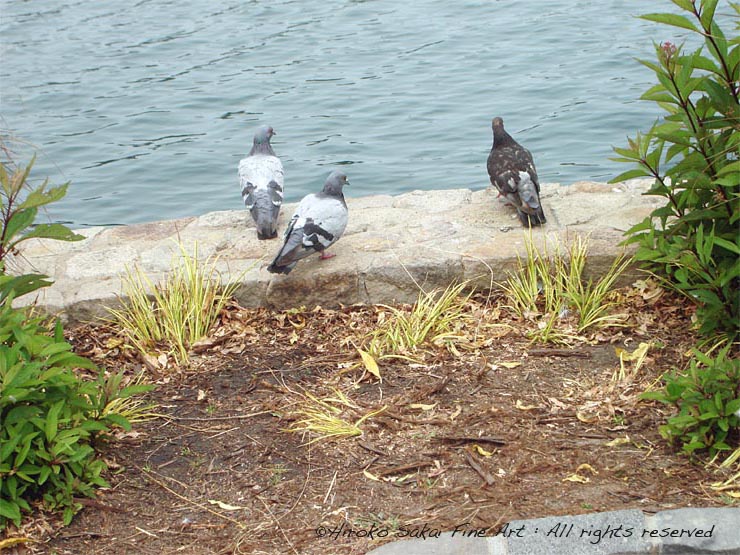 Palace of Fne Arts theatre, california, beautiful pond, lake, pigeons, nature, bird, trees