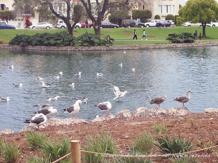 Palace of Fne Arts theatre, california, historical building, beautiful building, beautiful place, beautiful pond, lake, seagull, nature, bird, trees