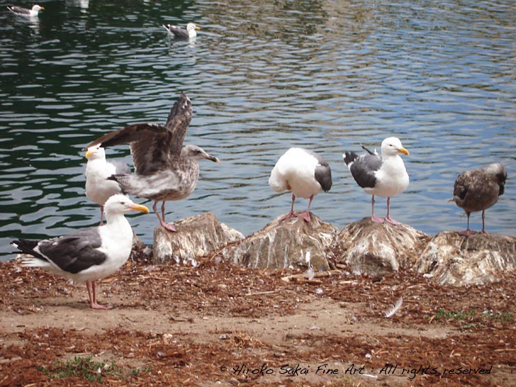 seagulls, bird, nature, animal, lake, by the water