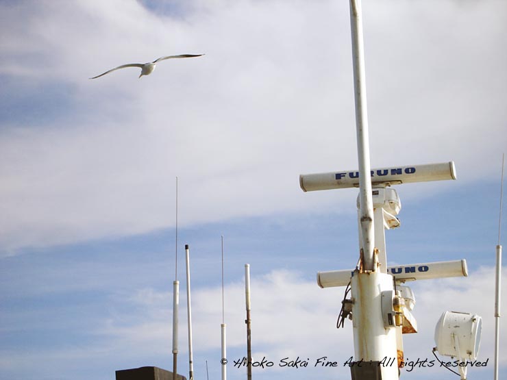 ferry, seagull, seagull flying above a ferry, summer, ocean, sea