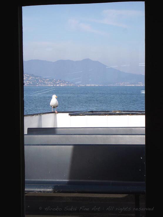 san francisco bay, ocean, ferry window, seagull