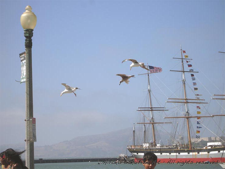 ocean, boy, fishermen's whalf, san francisco bay, seagulls, bird, animal, bay side