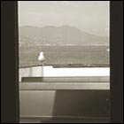 san francisco bay, ocean, ferry window, seagull