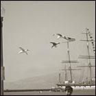 ocean, boy, fishermen's whalf, san francisco bay, seagulls, bird, animal, bay side