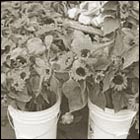 farmer's market, flower, flower stand, weekend, sun flower