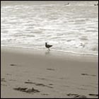 ocean, beach, ocean beach, san francisco, california, seagull, bird, animal, nature, water's edge, water, summer, sea