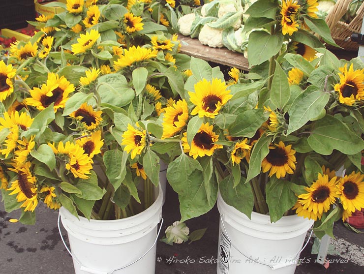 farmer's market, flower, flower stand, weekend, sun flower