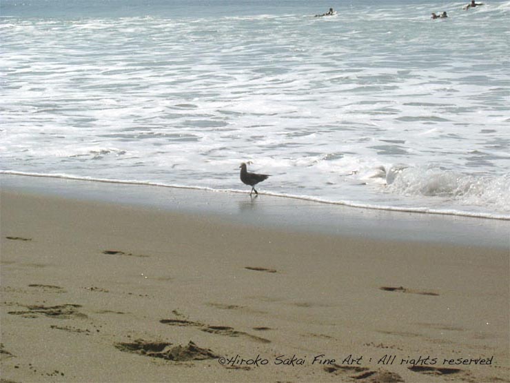 ocean, beach, ocean beach, san francisco, california, seagull, bird, animal, nature, water's edge, water, summer, sea