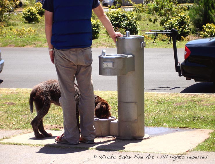 animal love, dog water fountain, summer, life with dog, love, park, california
