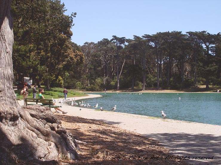 park, bench by lake, golden gate park san francisco, nature, seagull, afternoon, beautiful afternoon, trees, water, lake side