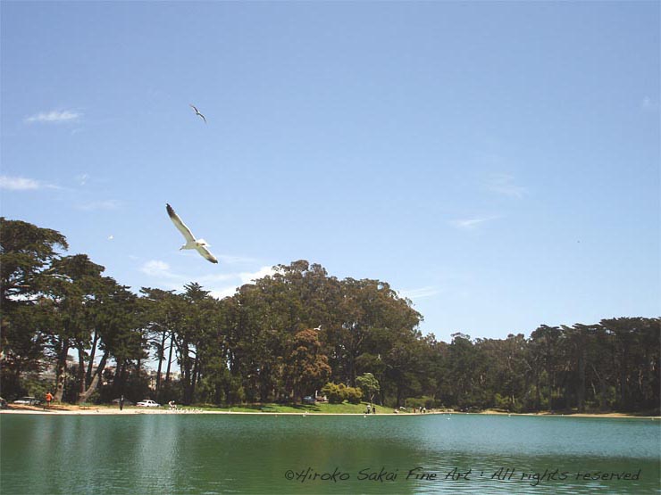 park, bench by lake, golden gate park san francisco, nature, seagull, afternoon, beautiful afternoon, trees, water, lake side