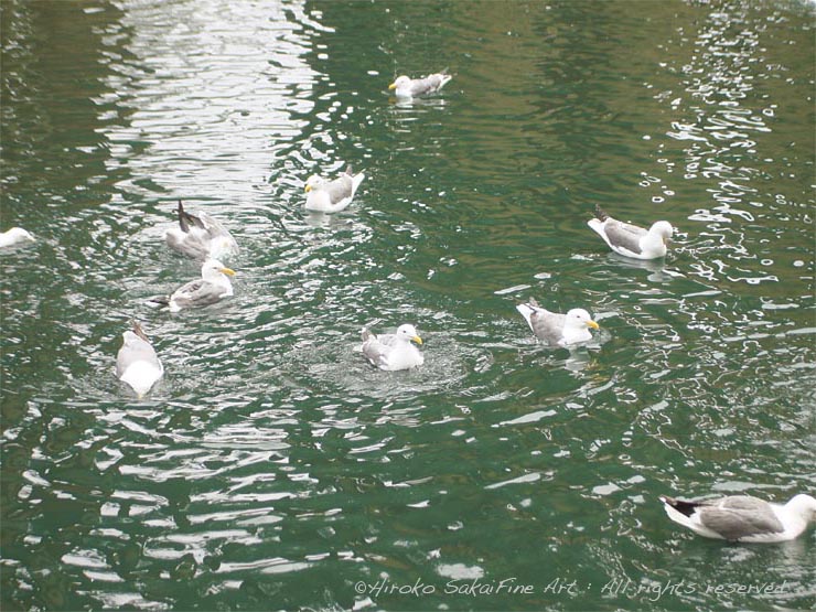 park, bench by lake, golden gate park san francisco, nature, seagull, afternoon, beautiful afternoon, trees, water, seagulls bathing