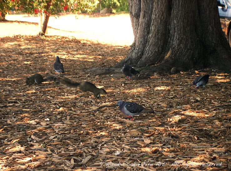 shadow of a tree, squirrel, animals, pigeon, dove, nature, woods, forest, park 