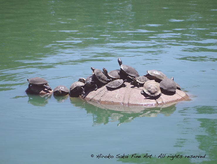 tuttles, turtle, animal, pond, lake, water, fine day, afternoon, slow life, golden gate park san francisco, summer