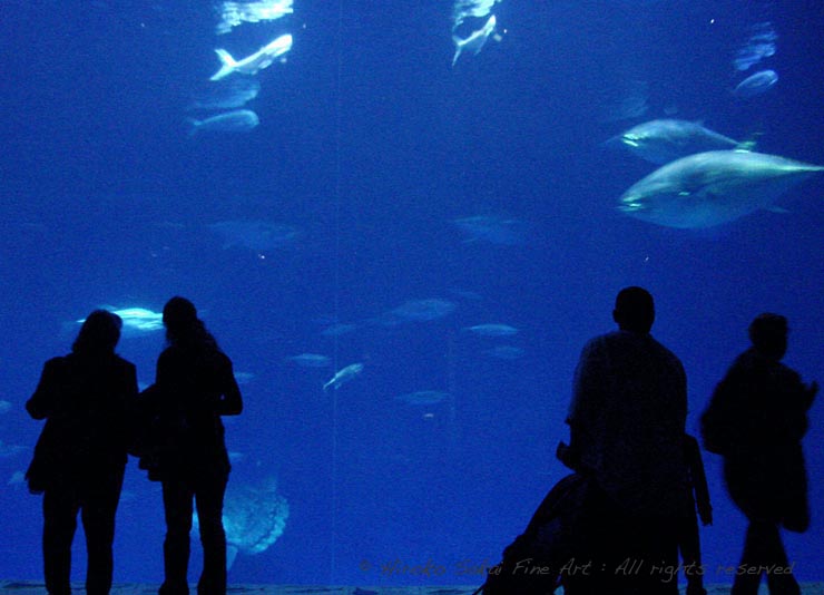 aquarium, large water tank, silhouette, blue, big fish, under water 