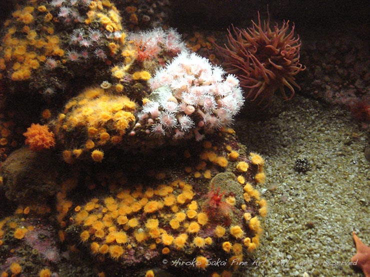 under water, aquarium, water tank, cirak reef, ocean, sea