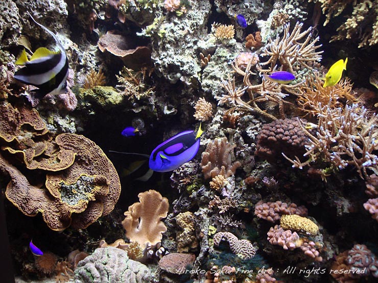under water, aquarium, water tank, cirak reef, ocean, see, tropical fish, fish, colorful fish