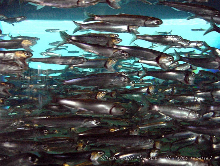 under water, sardines, school of sardines, water tank, aquarium, commuter train