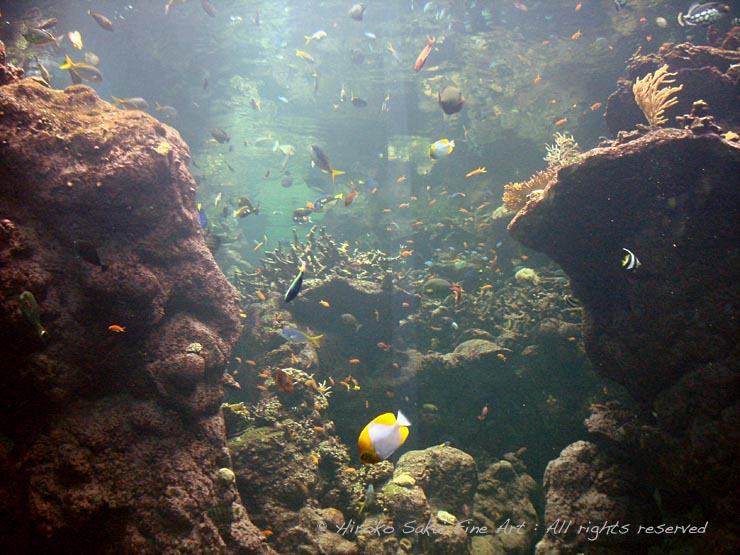 aquarium, under water, water tank, beautiful under water wite, tropical fish, the world of mermaid, coral reef, sea, ocean