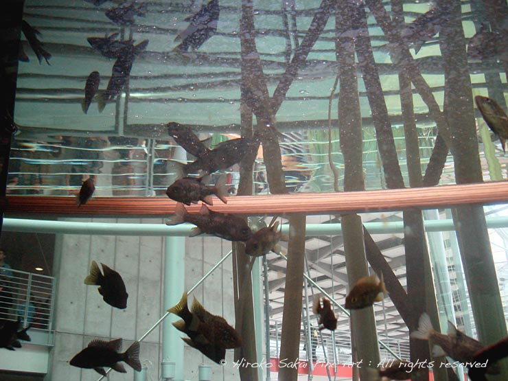 strange site, water tank, aquarium, academy of science of san francisco, piranha, fish