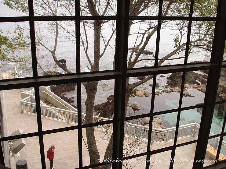 senery through large window, monterey aquarium, ocean view