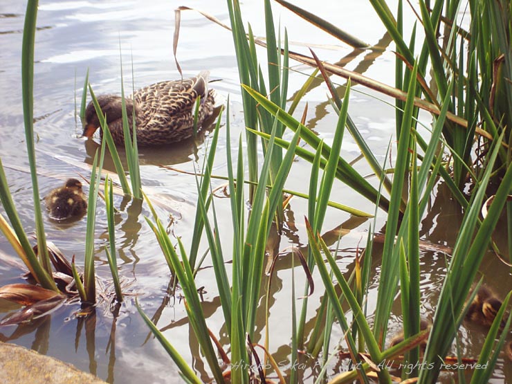 heartwarming picture, mother duck and baby duck, family, love, baby duck, lake, pond, animal love, spring, botanical garden san francisco, nature, bird