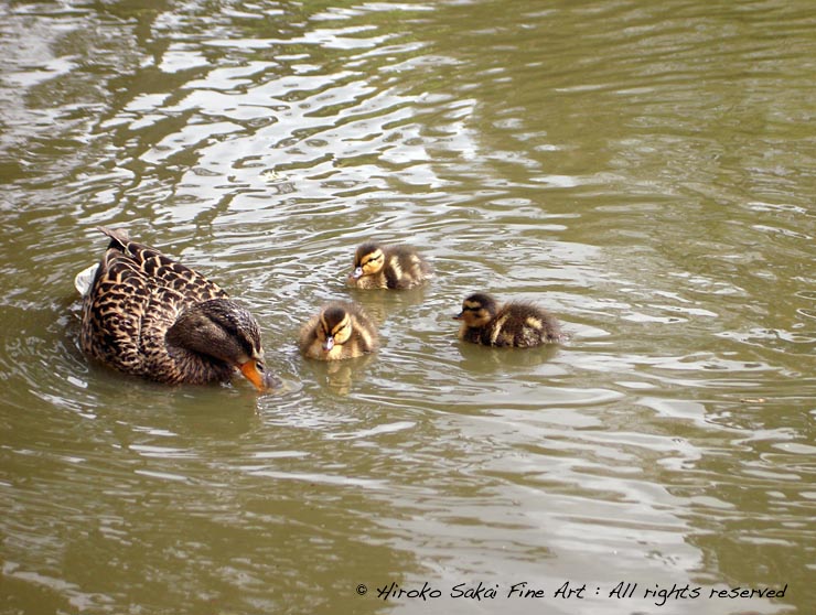 heartwarming picture, mother duck and baby duck, family, love, baby duck, lake, pond, animal love, spring, botanical garden san francisco, nature, bird