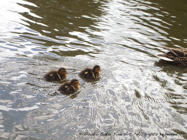 heartwarming picture, mother duck and baby duck, family, love, baby duck, lake, pond, animal love, spring, botanical garden san francisco, nature, bird