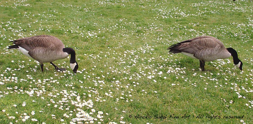 heartwarming picture, lovers, first date, geese, couple, flower, spring, botanical garden san francisco, nature, bird