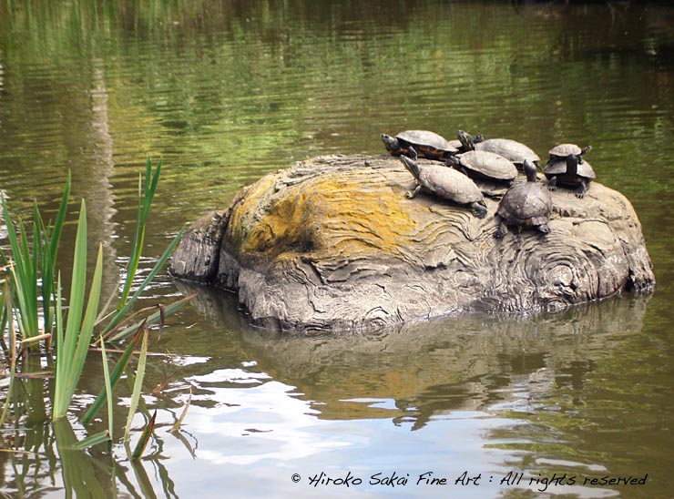 tuttles, turtle, animal, pond, lake, water, fine day, afternoon, slow life, botanical garden san francisco, summer