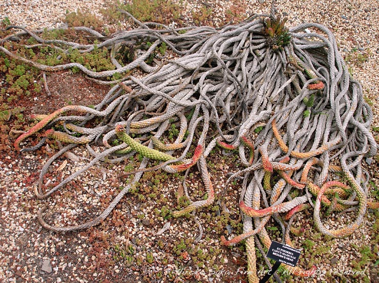 strange plant, medusa hair plant, medusa, botanical garden san francisco, california, interesting plant, snake, colorful plant