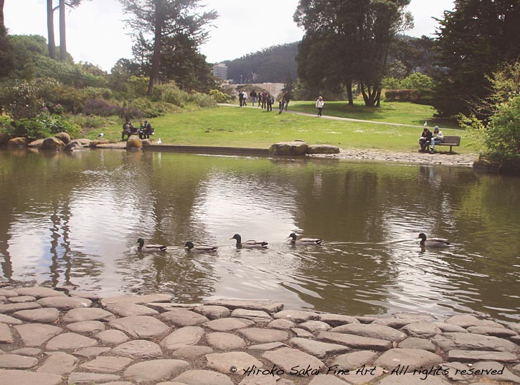 pond, lake, duck, botanical garden san francisco, nature, beautiful landscape, fine day, afternoon, park, gay ducks