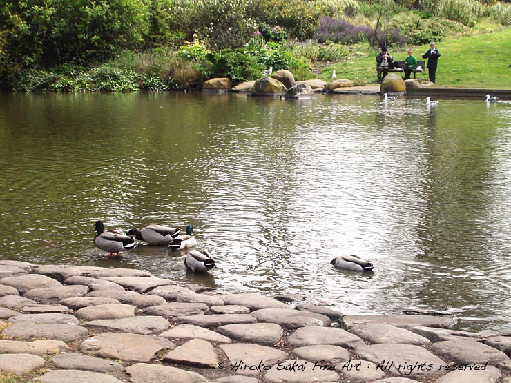 pond, lake, duck, botanical garden san francisco, nature, beautiful landscape, fine day, afternoon, park, gay ducks