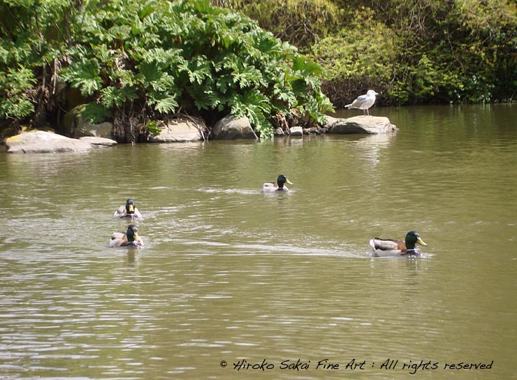 pond, lake, duck, botanical garden san francisco, nature, beautiful landscape, fine day, afternoon, park, humorous animal picture, zigzag