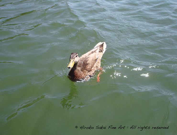 lake shabot, beautiul lake, national park, duck, curious duck, friendly duck, nature, water, trees, oakland, california 